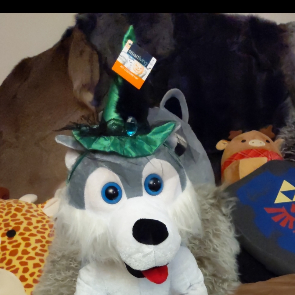 Witch hat for pets